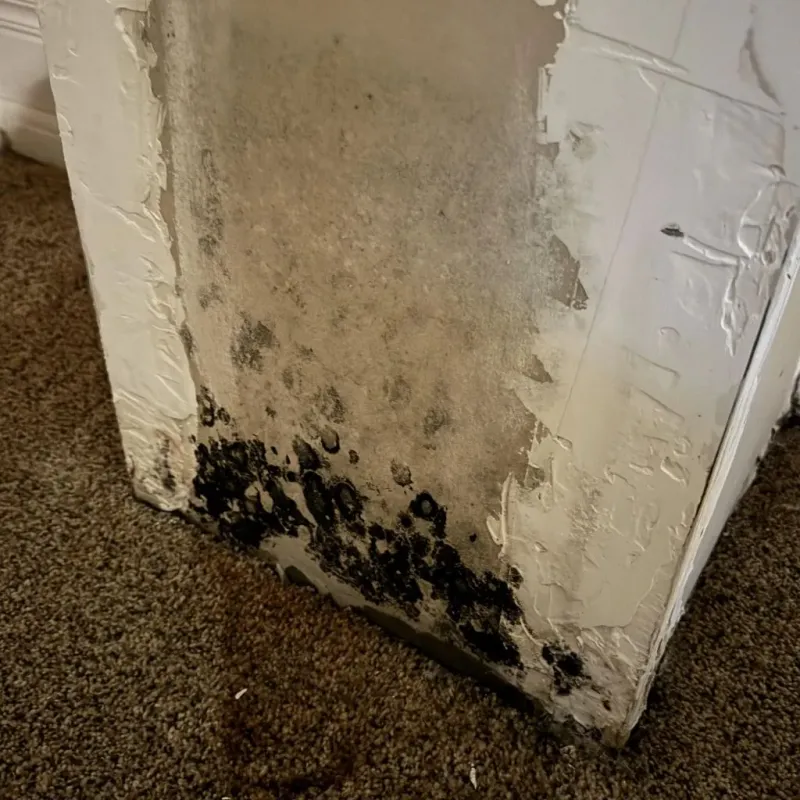 Professional Mold Removal in West York, PA